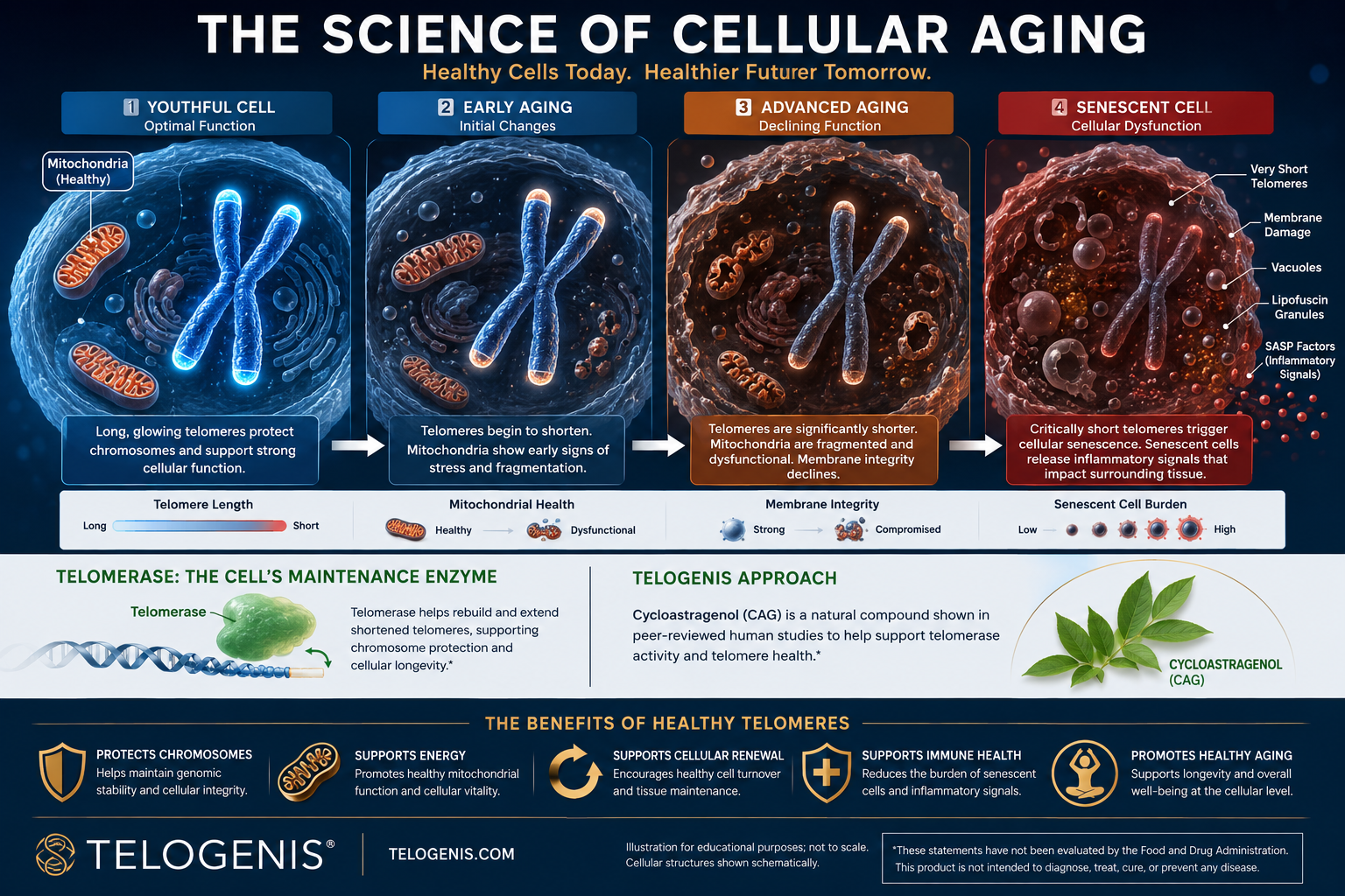 Cellular aging diagram showing four stages from youthful cell to senescence